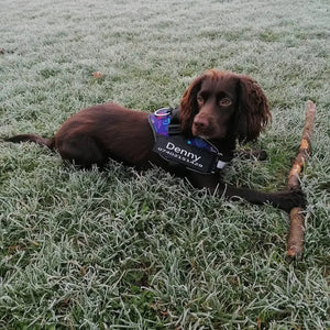 Safety Dog Harness Rieworkes