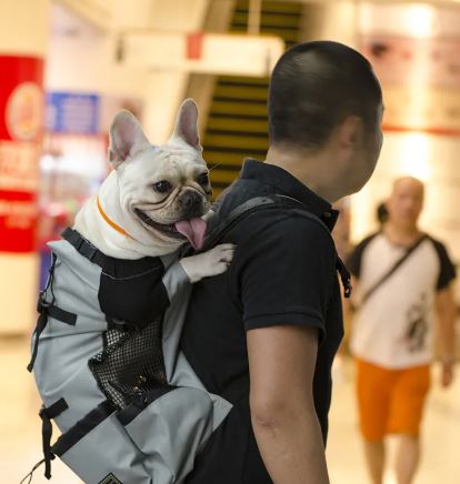 Hiking Pet Dog Carrier Mimarta