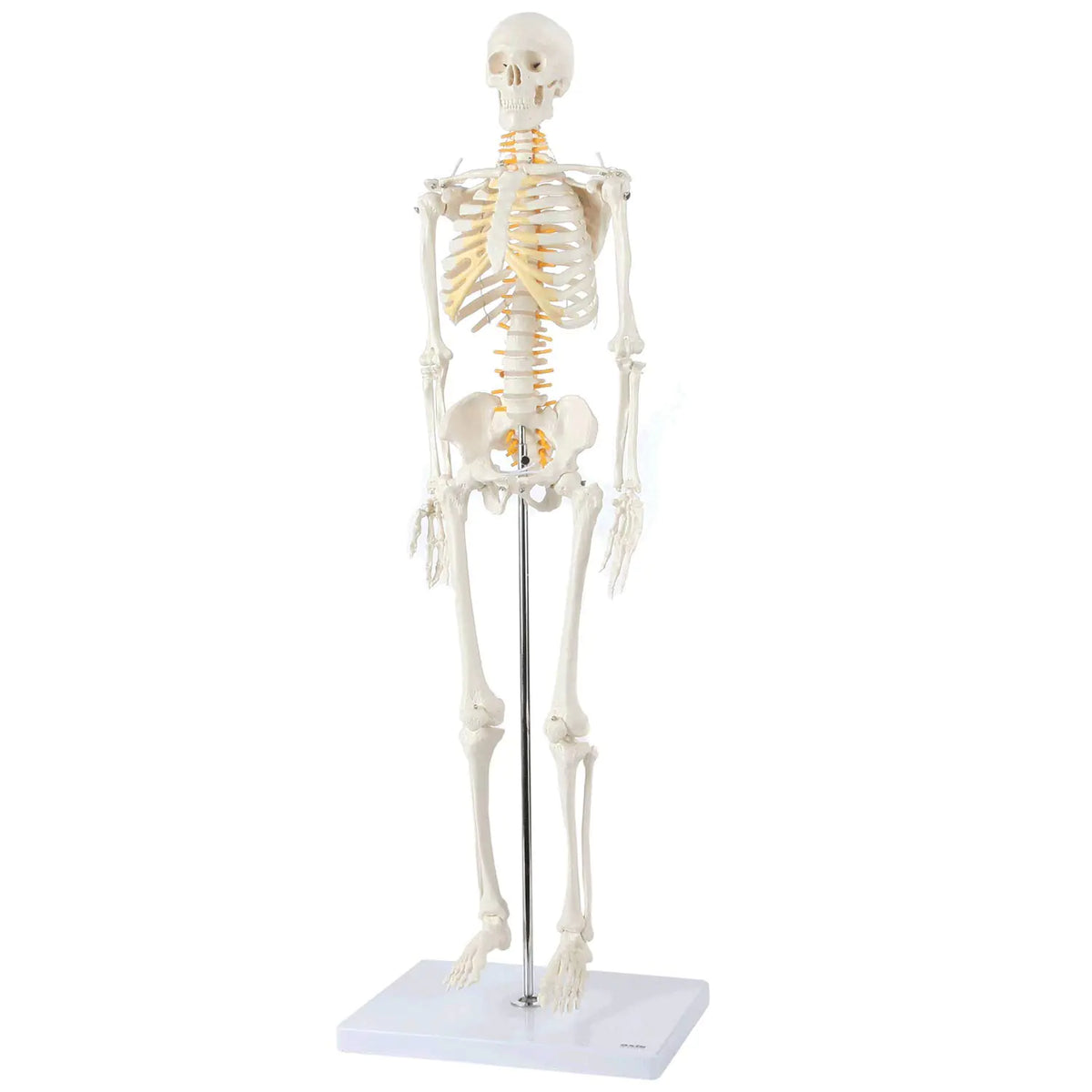 Axis Scientific Mini Human Skeleton Model with Metal Stand 31" Tall with Removable Arms and Legs Easy to Assemble Includes Detailed Product Manual for Study Mimarta
