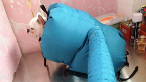 Pet Drying Box, Dryer, and Drying Bag Mimarta