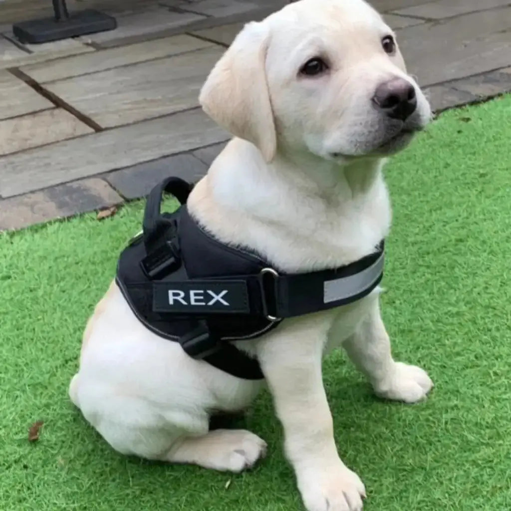 Safety Dog Harness Rieworkes