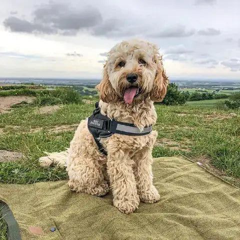 Safety Dog Harness Rieworkes