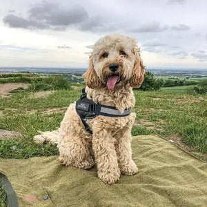 Safety Dog Harness Rieworkes