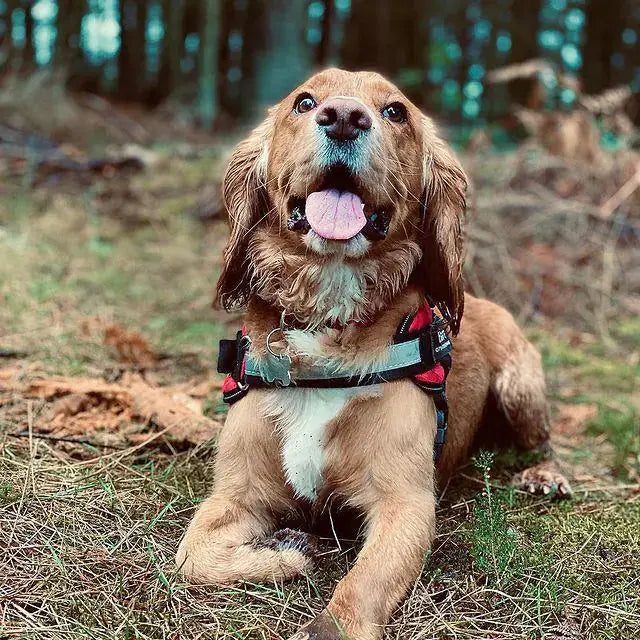 Safety Dog Harness Rieworkes